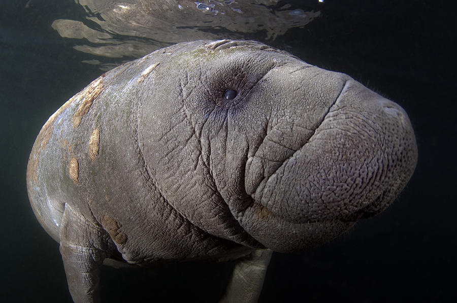 West India Manatee Photograph By Greg Amptman Fine Art America