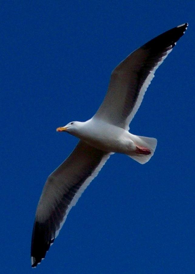 Western Seagull
