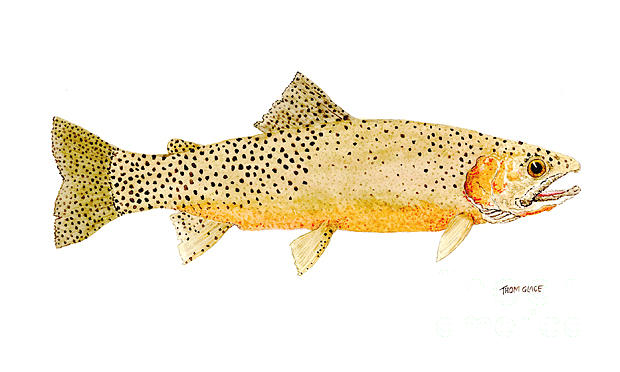 Blackspotted Cutthroat Trout