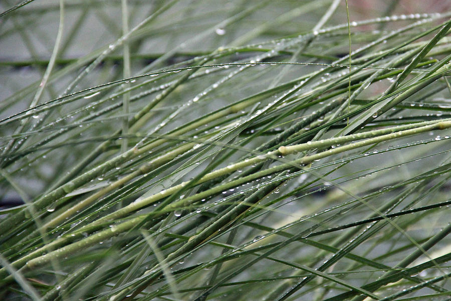 Wet Grass Photograph By Naomi Wittlin Fine Art America