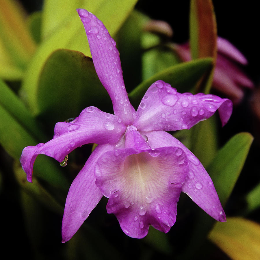 http://images.fineartamerica.com/images-medium-large/wet-look--cattleya-orchid-mark-christian.jpg