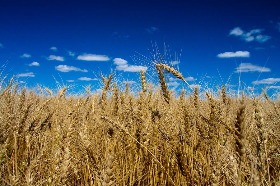 wheat-field-bob-mintie.jpg