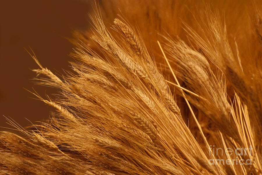 http://images.fineartamerica.com/images-medium-large/wheat-noel-zia-lee.jpg