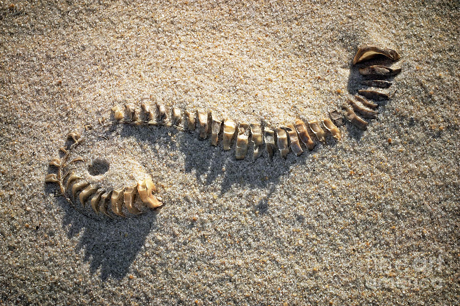 whelk egg casing