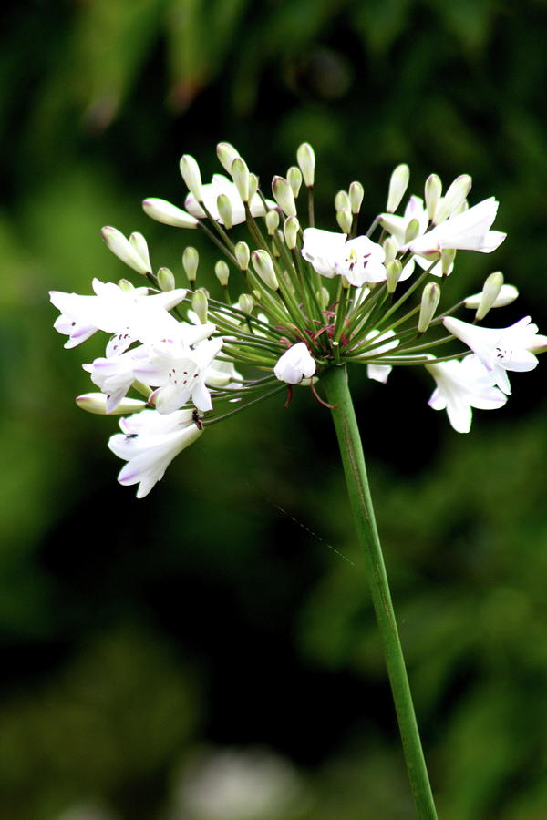 White African Lily