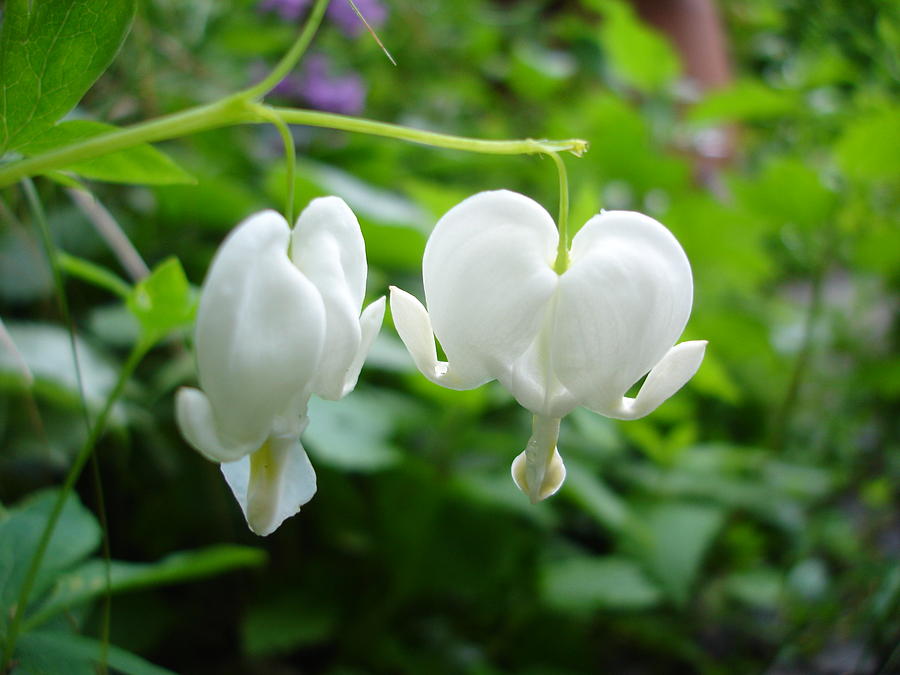 White Bleeding Hearts By Susan Baker