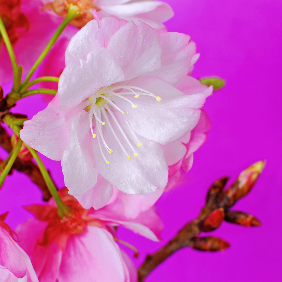 White Blossom Flower