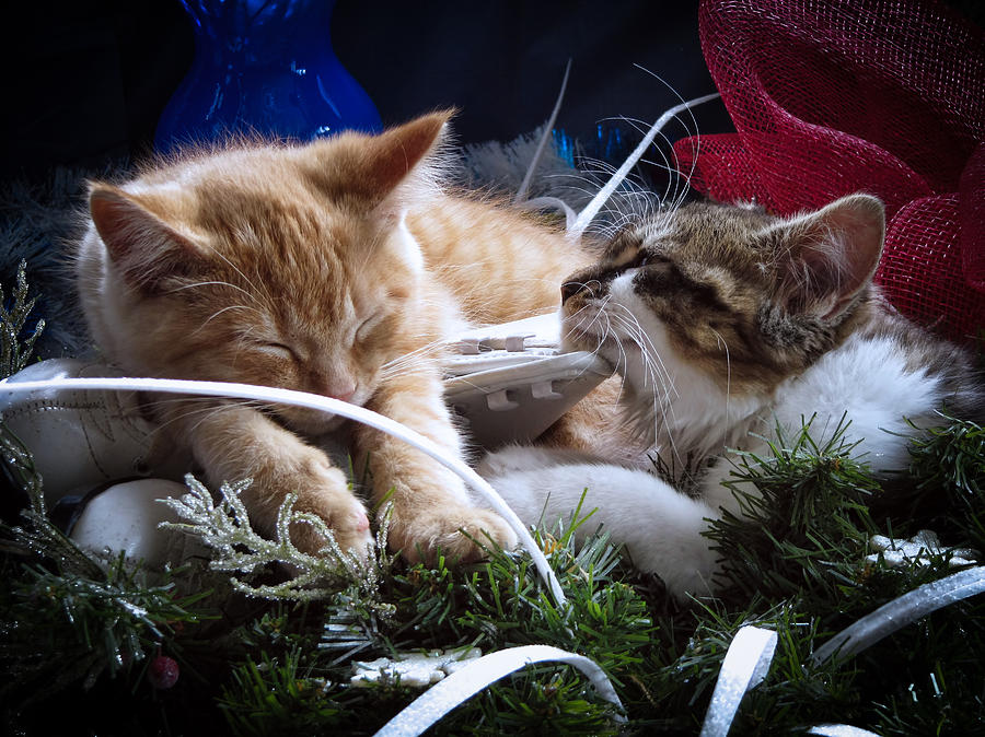 Tabby Cat and Maine Coon