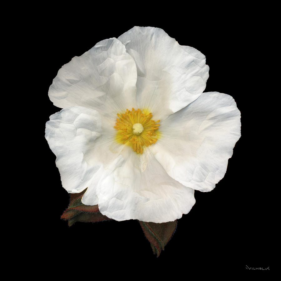 White Cistus