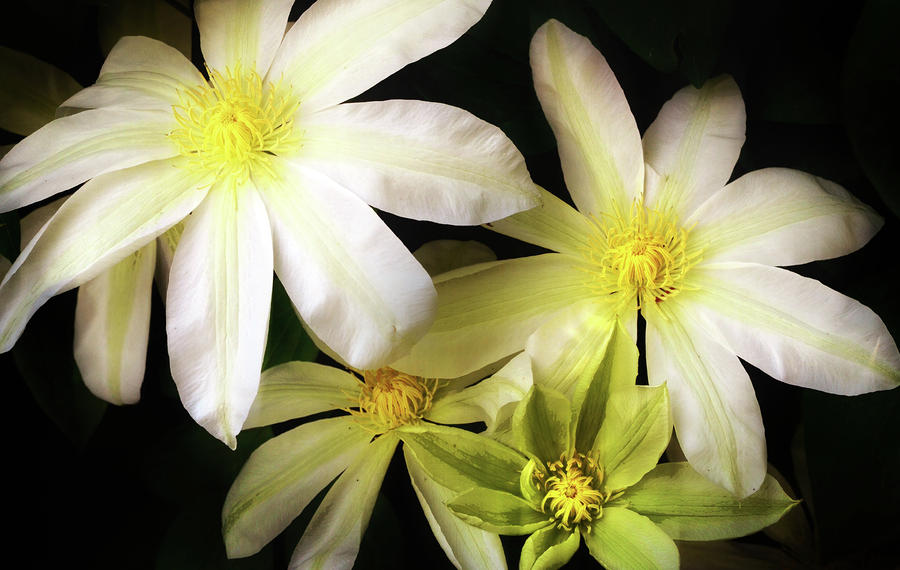  - white-clematis-kevin-felts