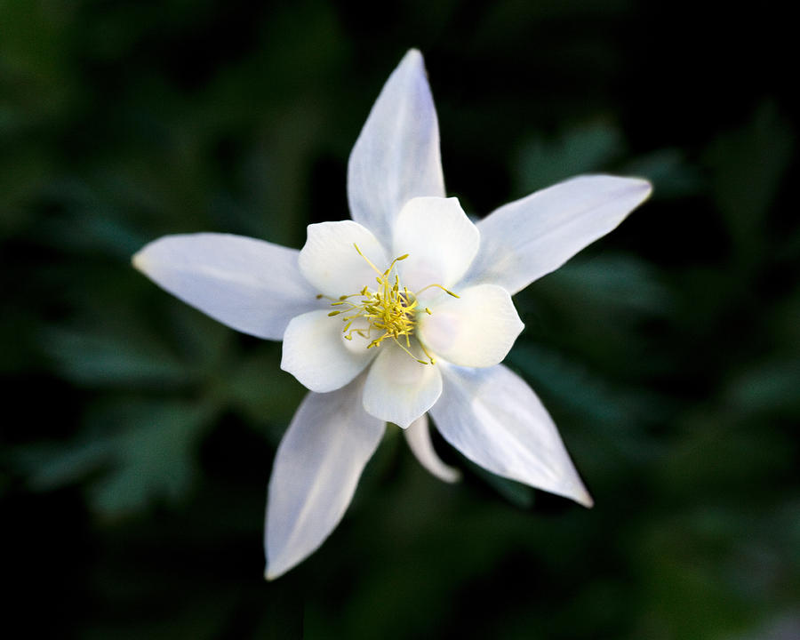 white columbine by kelley king white columbine by kelley king