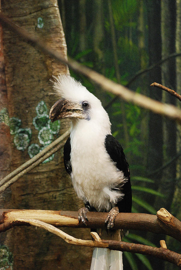 White Crowned Hornbill