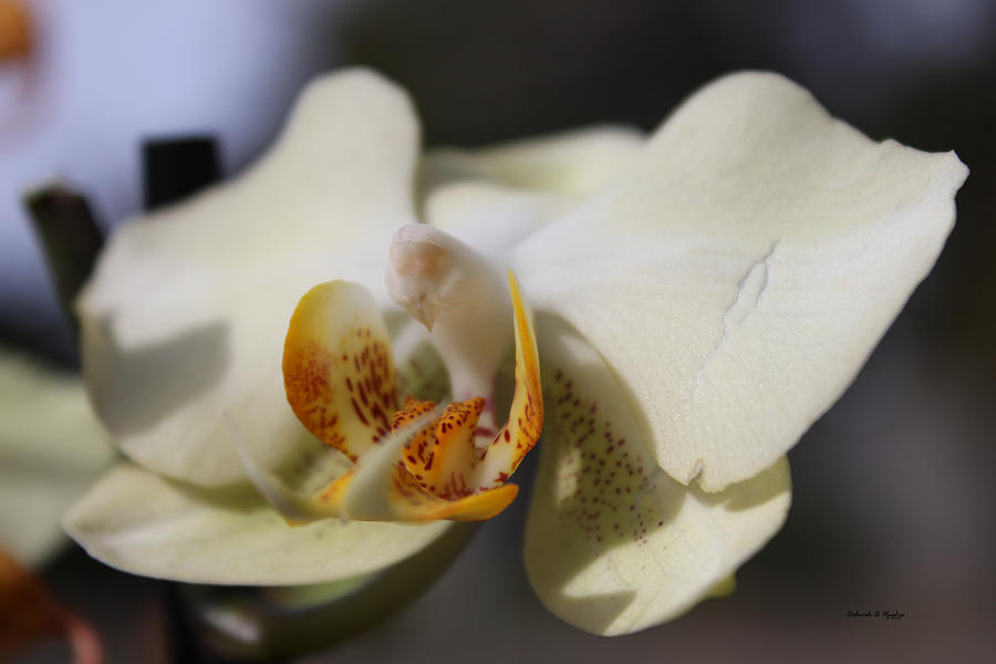  - white-dove-orchid-deborah-hughes