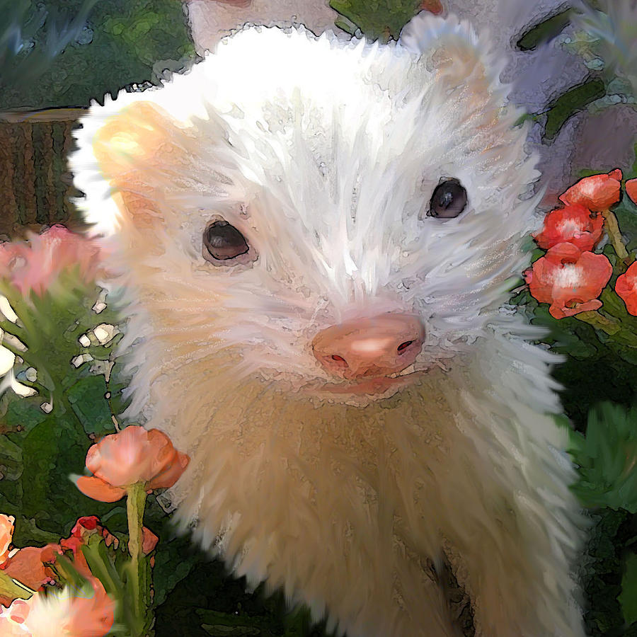 Ferret White