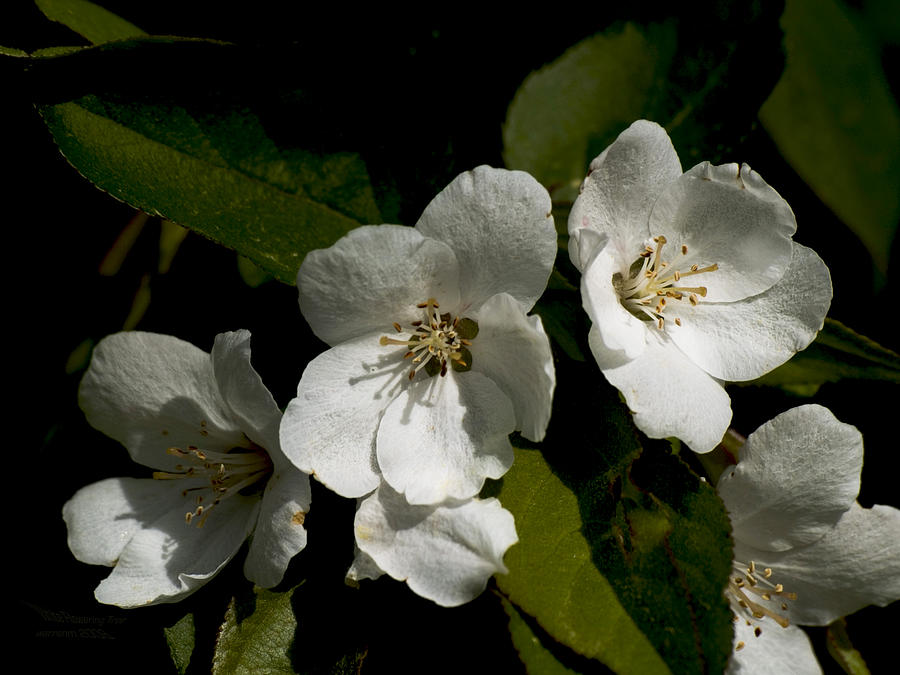 white flowering tree by warren m gray white flowering tree by warren m gray