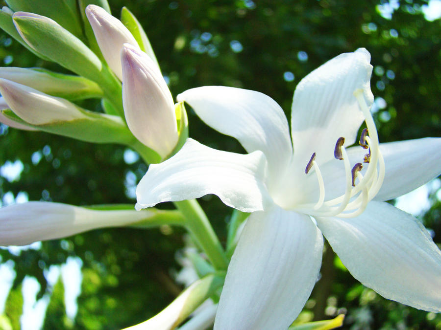 White Lily Flowers Art Prints Lilies Giclee Baslee Troutman by Baslee