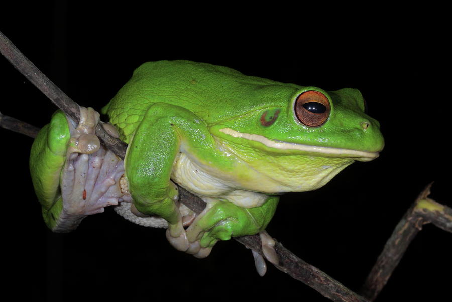 White-lipped Tree Frog Profile Photograph by Bruce J Robinson