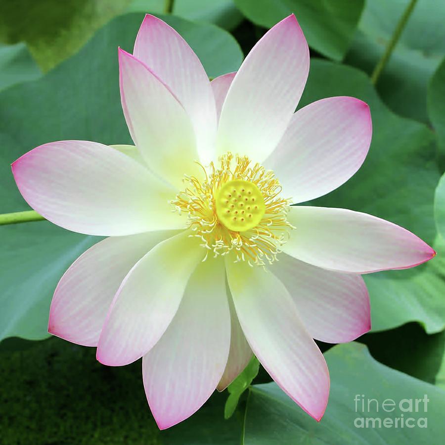 white lotus