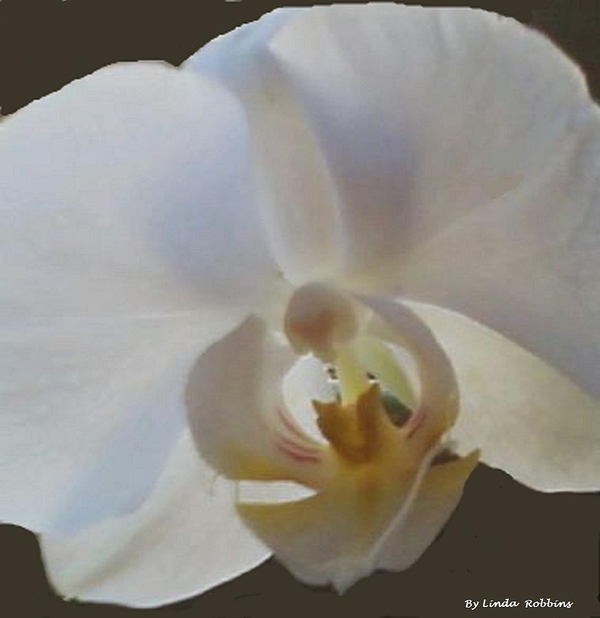  - white-orchid-linda-robbins