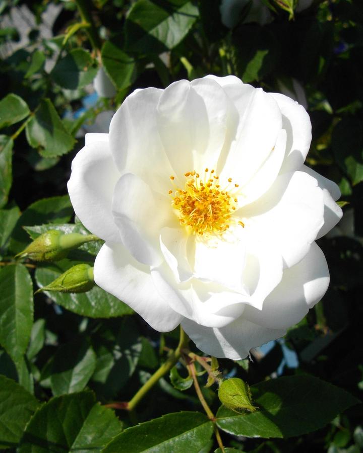 white rugosa rose