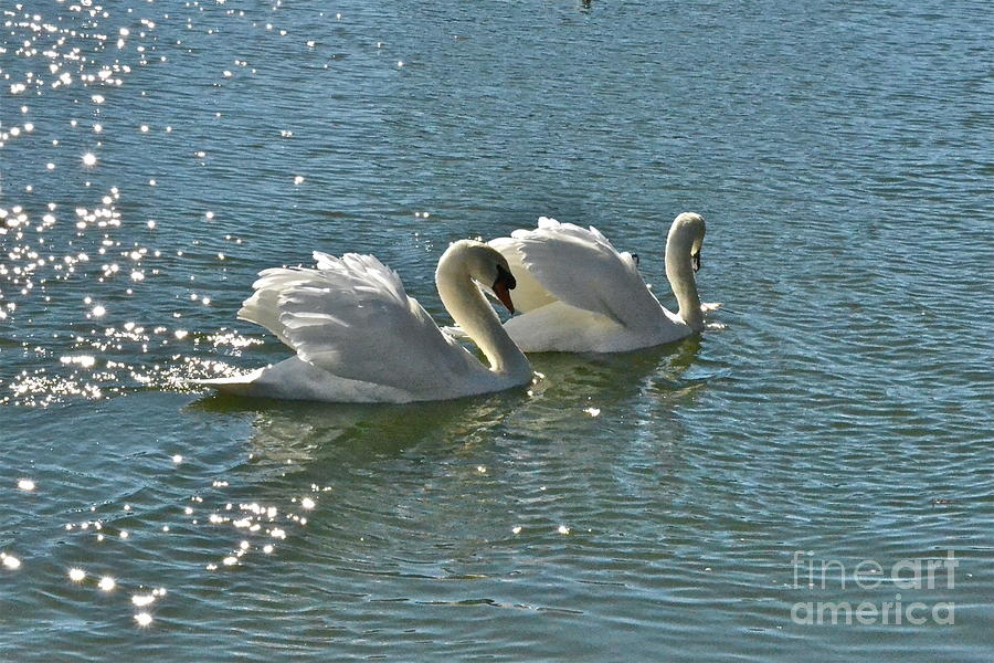 an essay on the swans of lake morton “coming out” as face blind jennifer toth published her essay we swam in lake ontario every chance we got because it was the one permissible activity. an essay on the swans of lake morton “coming out” as face blind jennifer toth published her essay we swam in lake ontario every chance we got because it was the one permissible activity.