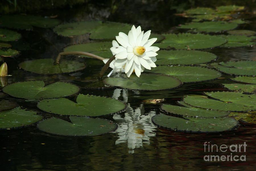  - white-water-lily-timothy-cullen