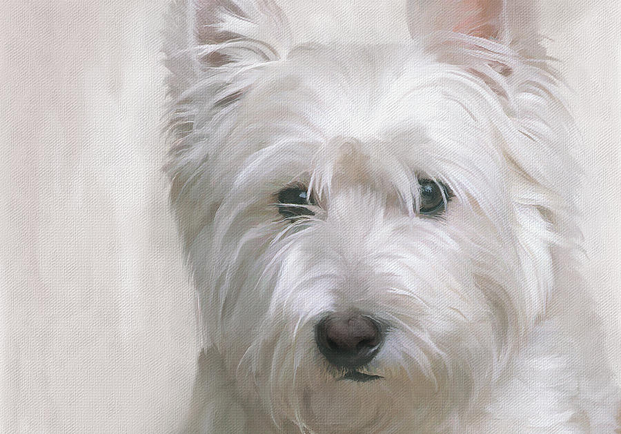 Highland Terrier