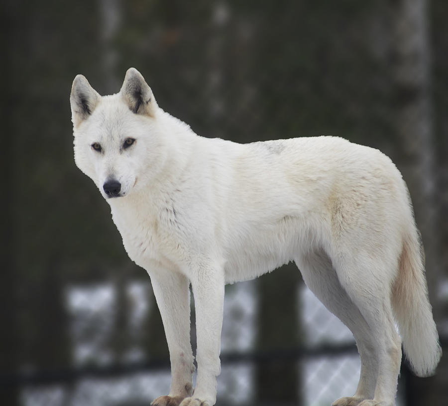 white-wolf-elaine-mikkelstrup.jpg