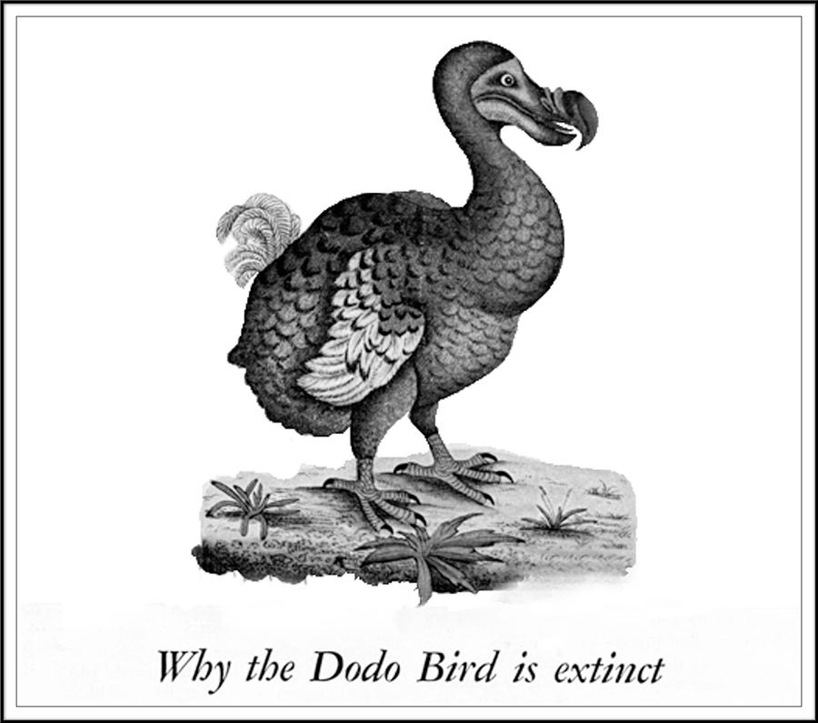 were dodo birds friendly