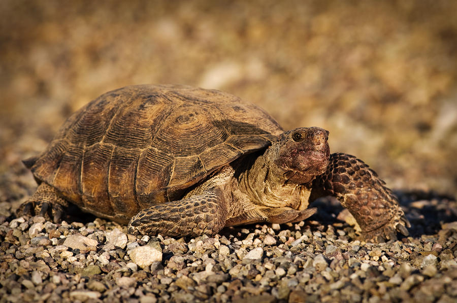 Wild Desert Tortoise Saguaro National Park By Steve Gadomski