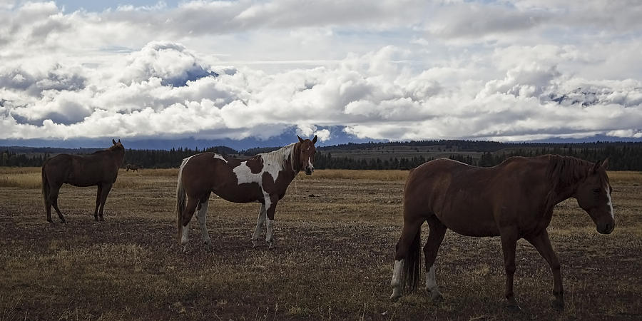 Panoramic Horses