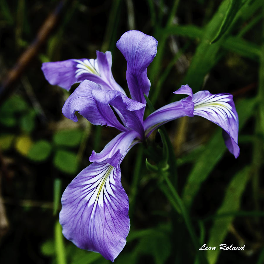  - wild-iris-leon-roland