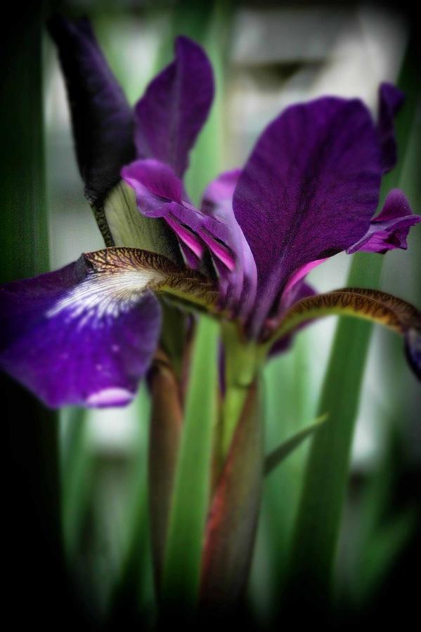Wild Purple Iris by Elizabeth Lima
