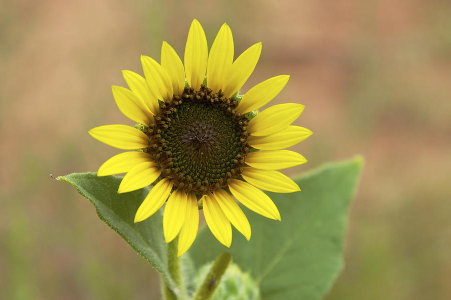 When to plant sunflowers in texas information