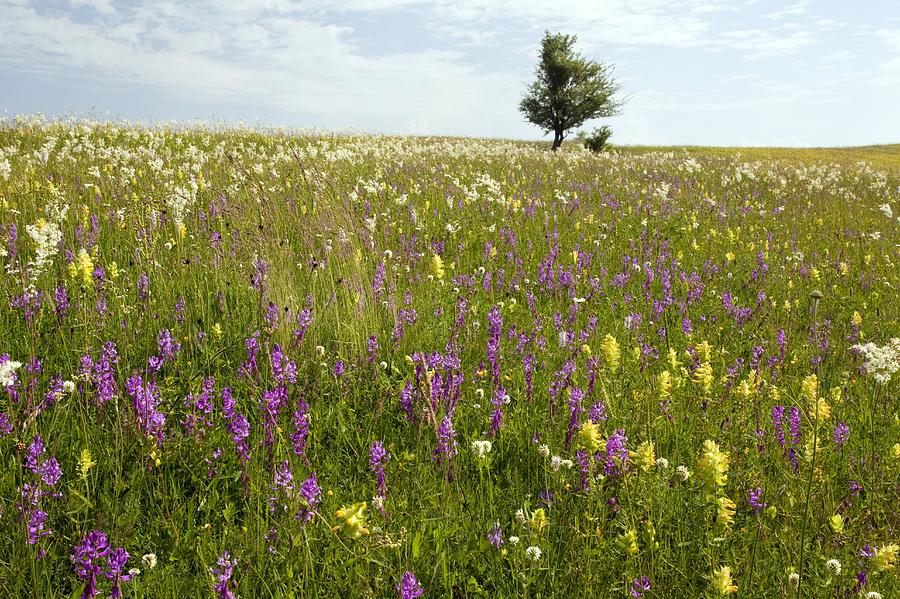 wildflower meadows romania photograph by bob gibbons wildflower meadows romania photograph by bob gibbons