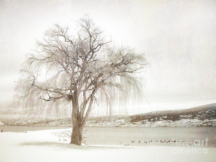 Willow Tree Winter