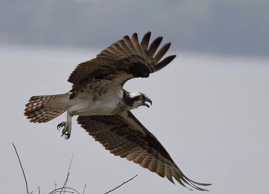 Wing Span Photograph by Glenn Lawrence