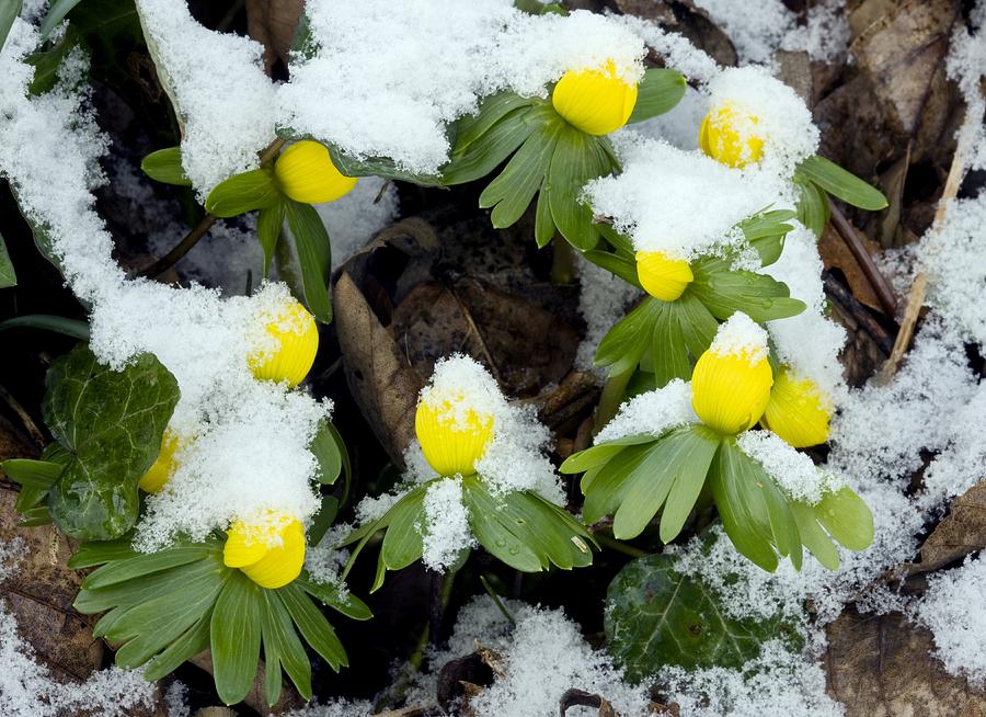 Winter Aconite Eranthis Hyemalis Photograph By Bob Gibbons Fine Art