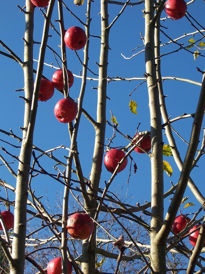  - winter-apples-carly-petersen