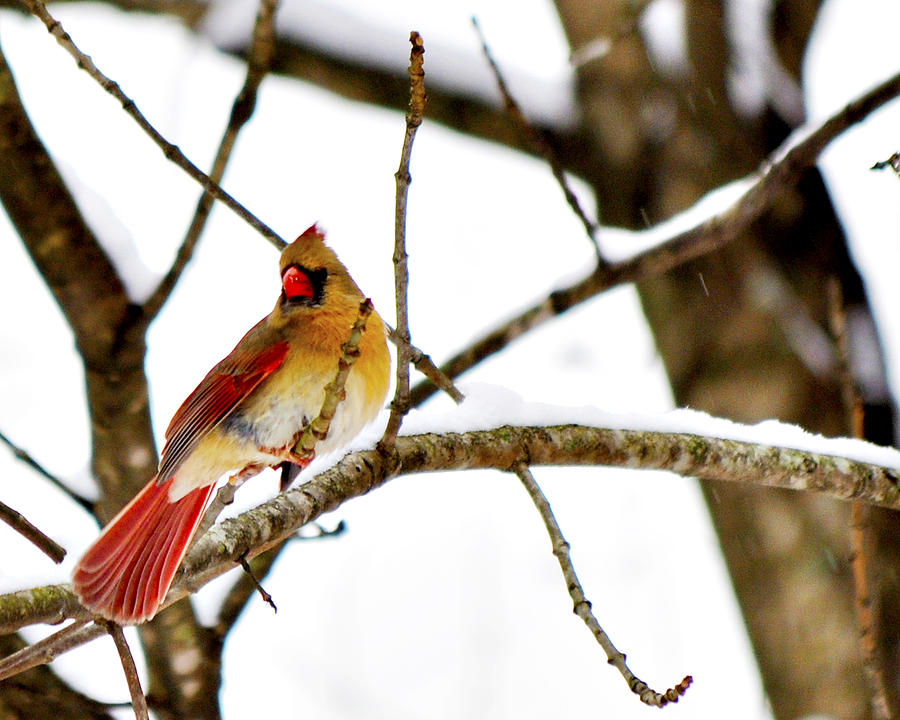  - winter-cardinal-closeup-bill-horsey