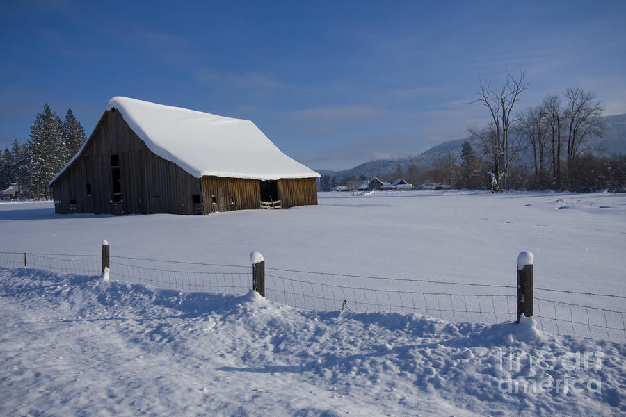 meadow in winter