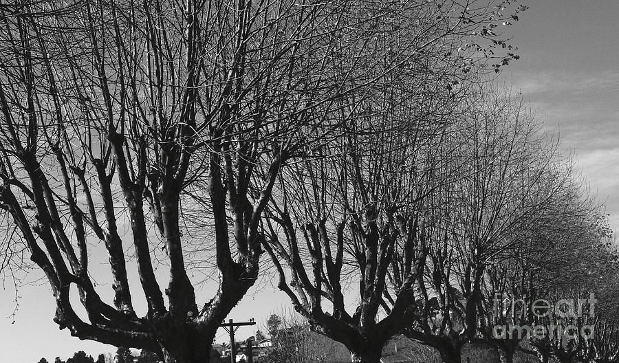  - winter-trees-fabio-torre