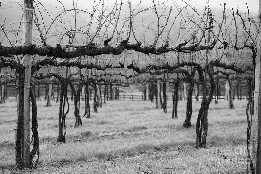 Winter Vineyard