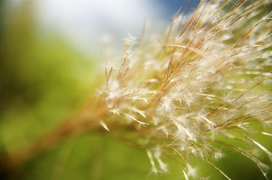 Wispy Plant by Kicka Witte Printscapes