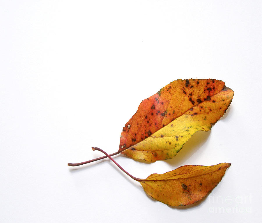 Apple+tree+leaves+pictures