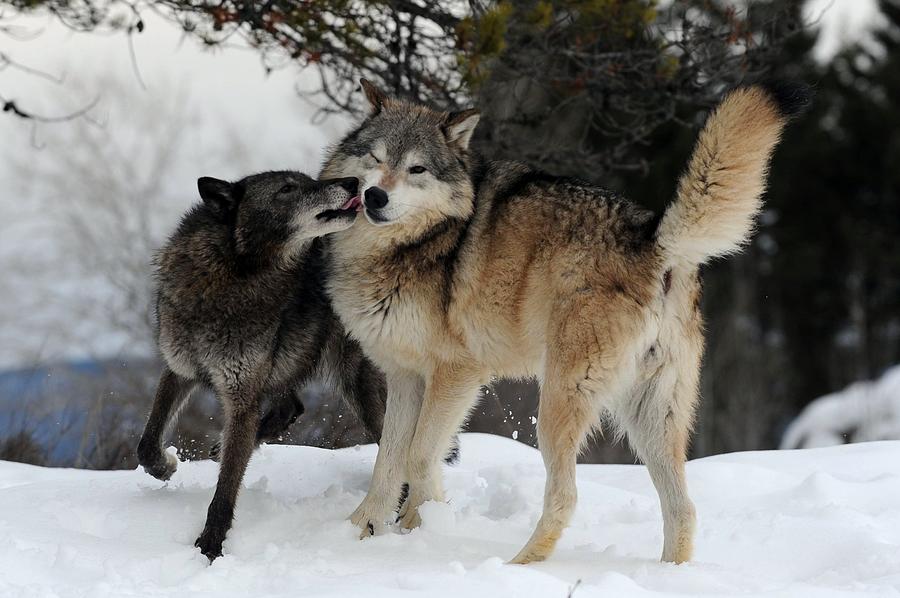 Волк и волчица фото