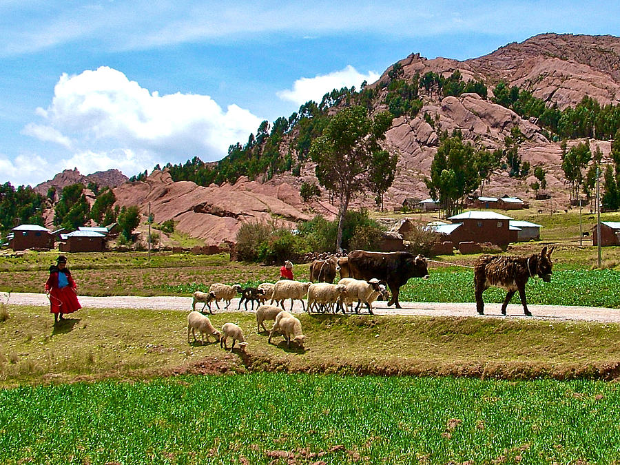 Animals On Road