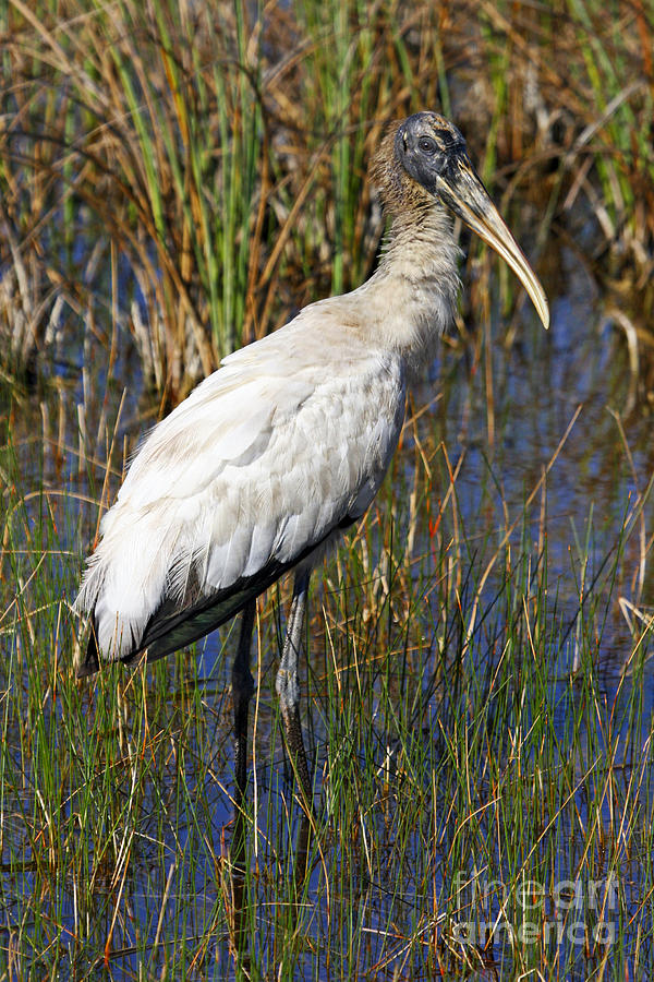 Wood Stork Everglades Florida Photograph By John Van Decker