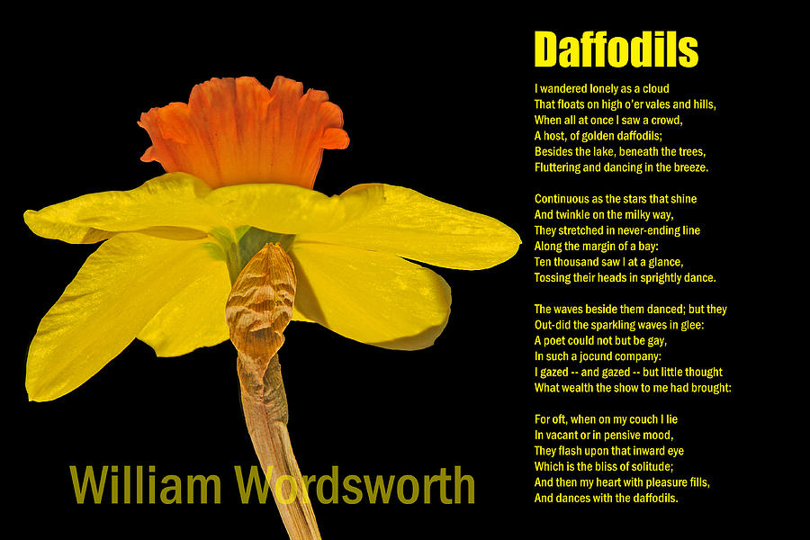 william wordsworth daffodils