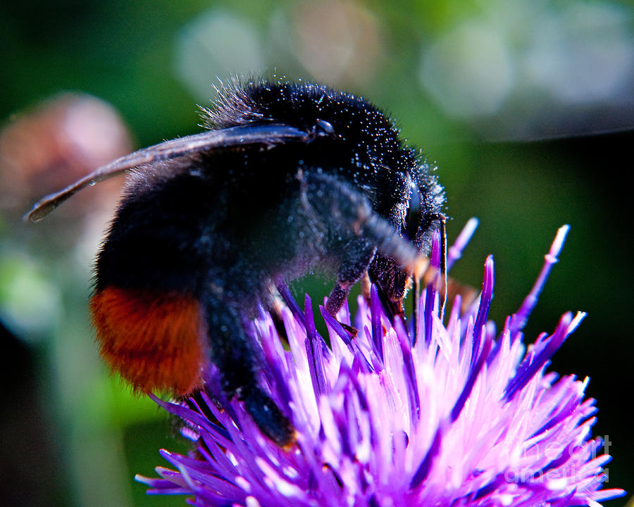 Bombus Lapidarius